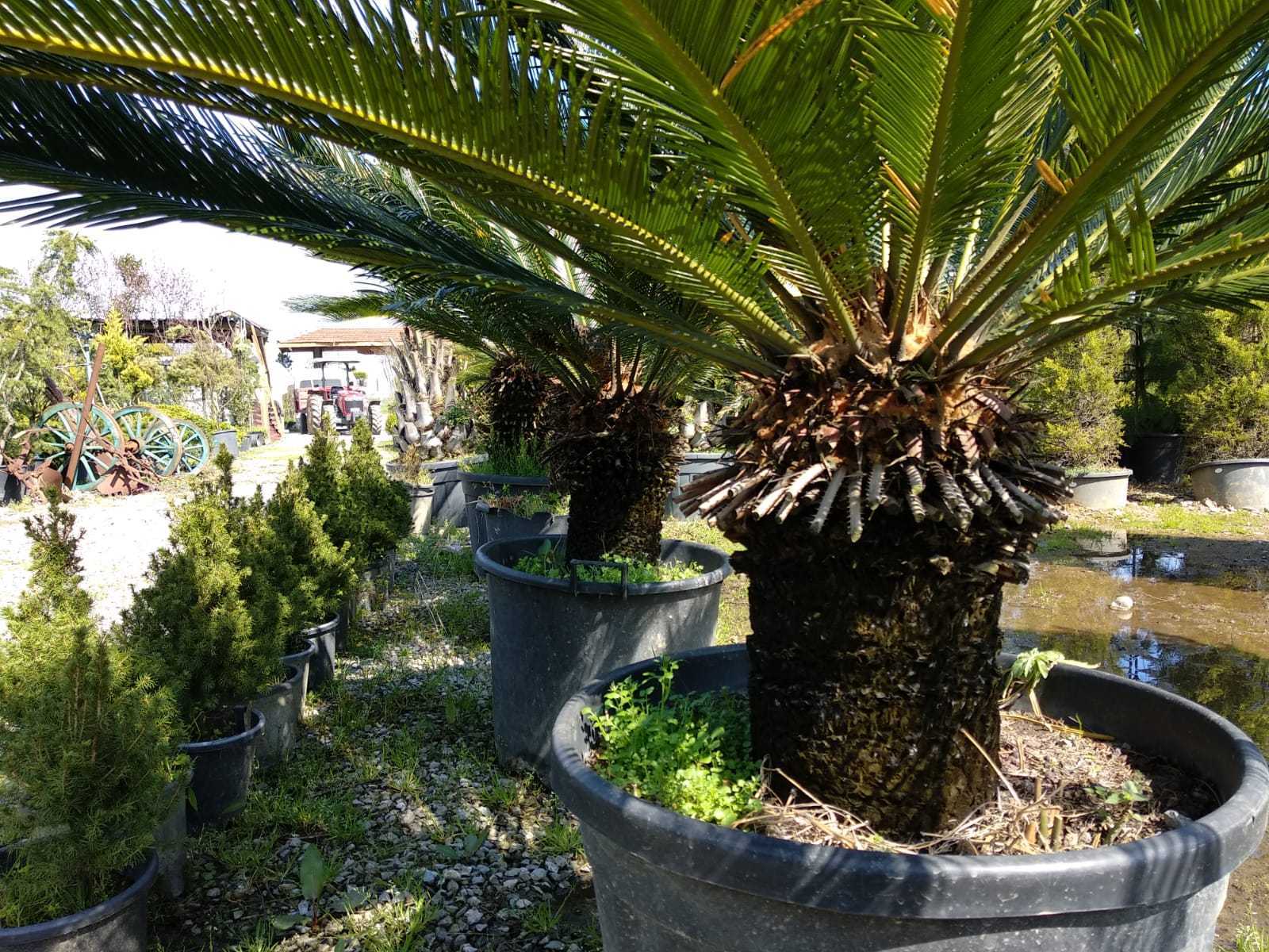 Palmiye ağacı bakımı ve bilinmesi gerekenler! - enfidan.com